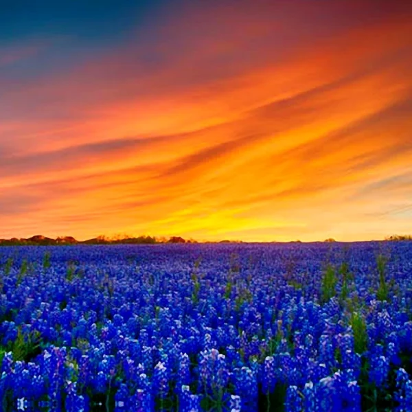 Landscapes & Paintings