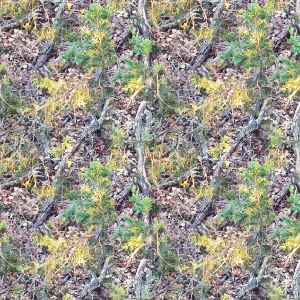 Fall Camouflage