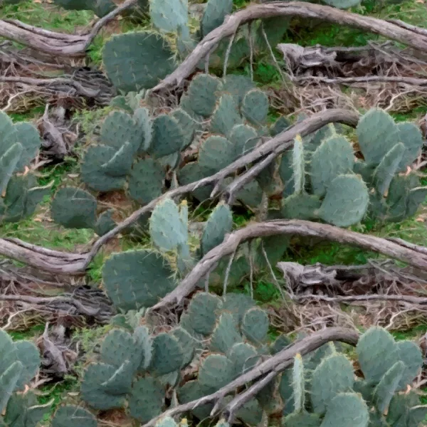 Cactuflage