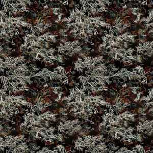 Reindeer Lichen Camouflage Reindeer Lichen Camouflage