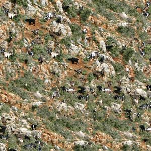 Mountain Goat Camouflage Mountain Goat Camouflage