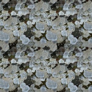 Lichen 25 Camouflage Lichen 25 Camouflage
