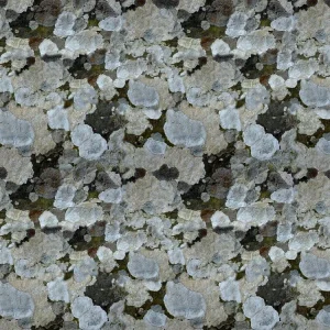 Lichen 25 Camouflage