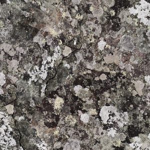Lichen 24 Camouflage Lichen 24 Camouflage