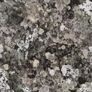 Lichen 24 Camouflage
