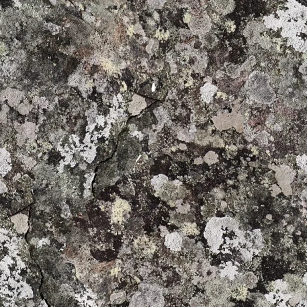 Lichen 24 Camo