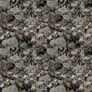Lichen 23 Camouflage Lichen 23 Camouflage
