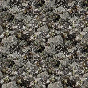 Lichen 23 Camouflage