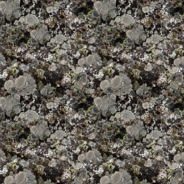 Lichen 23 Camo