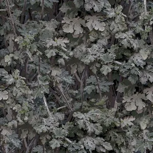 Leaves 22 Camouflage