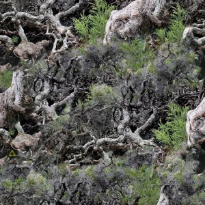 Gnarly Woods 22 Camouflage