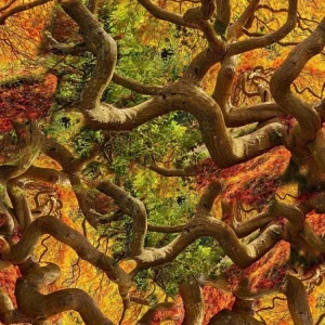 Enchanted Forest