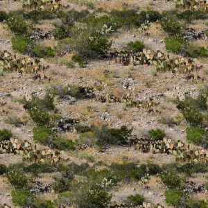 Desert Cactus Camouflage Desert Cactus Camouflage