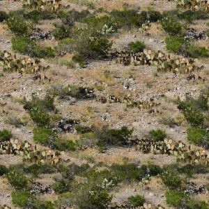 Desert Cactus Camouflage