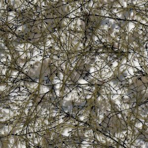 Desert Branches 23 Camouflage Desert Branches 23 Camouflage