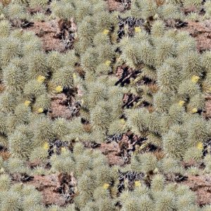 Desert Bear Camouflage Desert Bear Camouflage
