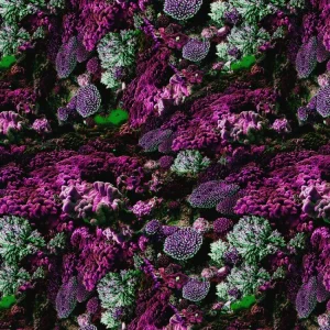 Coral 25 Camouflage