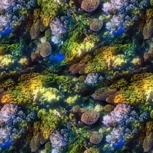 Coral 24 Camouflage