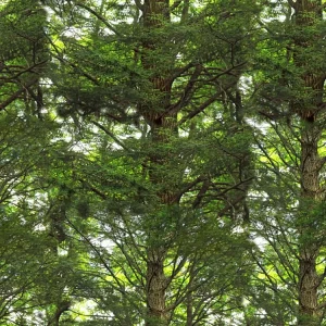 Canopy 23 Camouflage