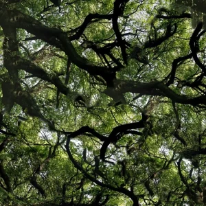 Canopy 22 Camouflage