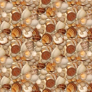 Seashells 27