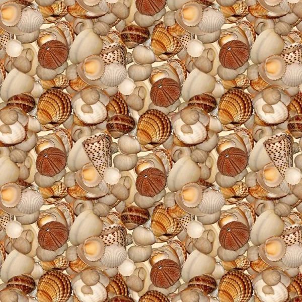 Seashells 27