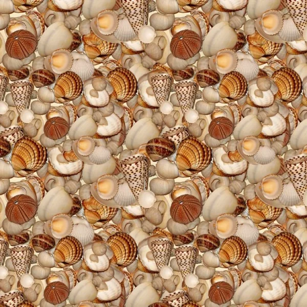 Seashells 26
