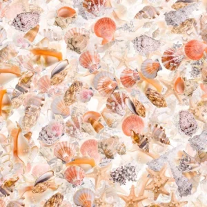 Seashells 25
