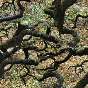 Twisted Forest