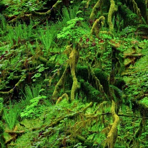 Tropical Forest 22
