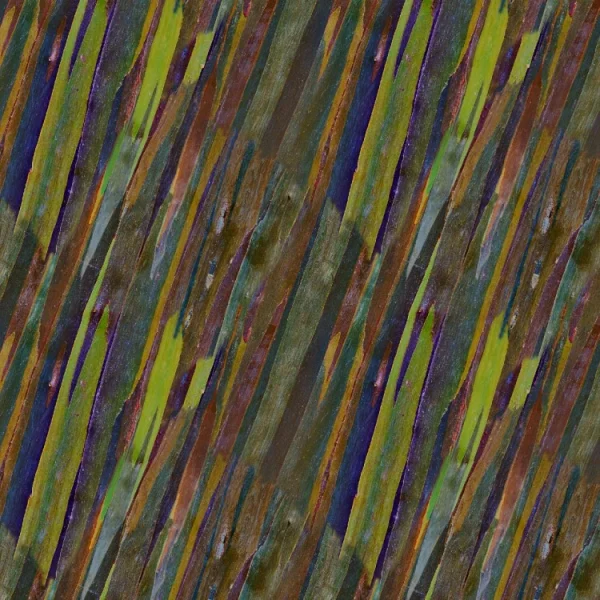 Rainbow Eucalyptus Bark