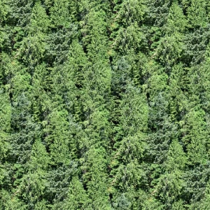 Pine Trees