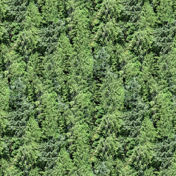 Pine Trees