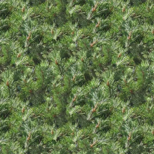 Pine Needles 24