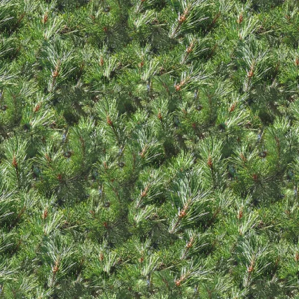 Pine Needles 24