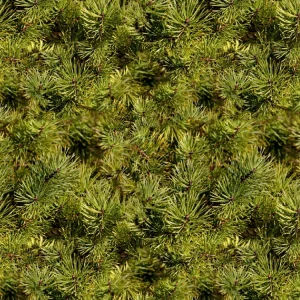 Pine Needles 23