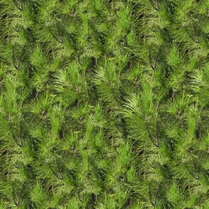 Pine Needles 22
