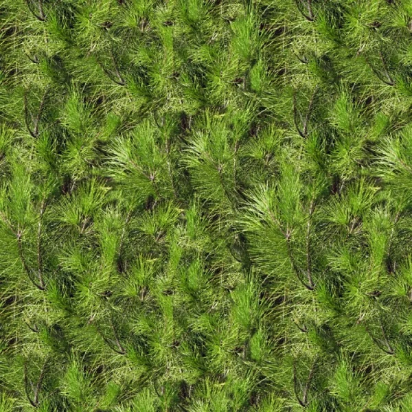 Pine Needles 22