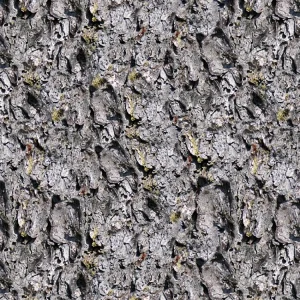 Pine Bark