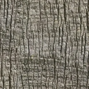 Palm Tree Bark 24
