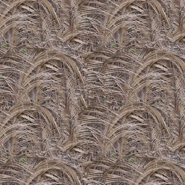 Palm Fronds