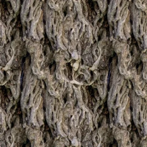 Olive Tree 22