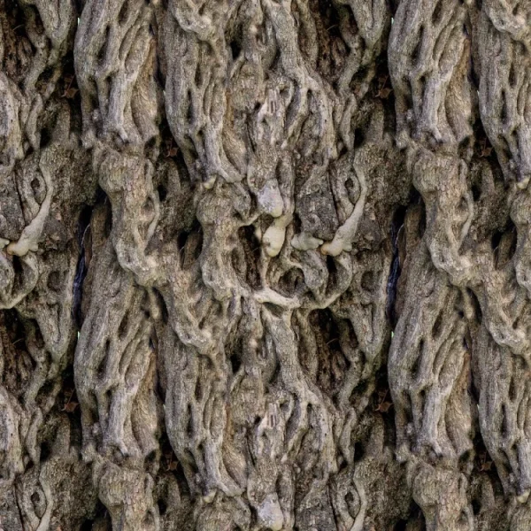 Olive Tree 22