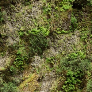 Mossy Canyon