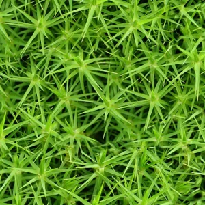 Moss 28