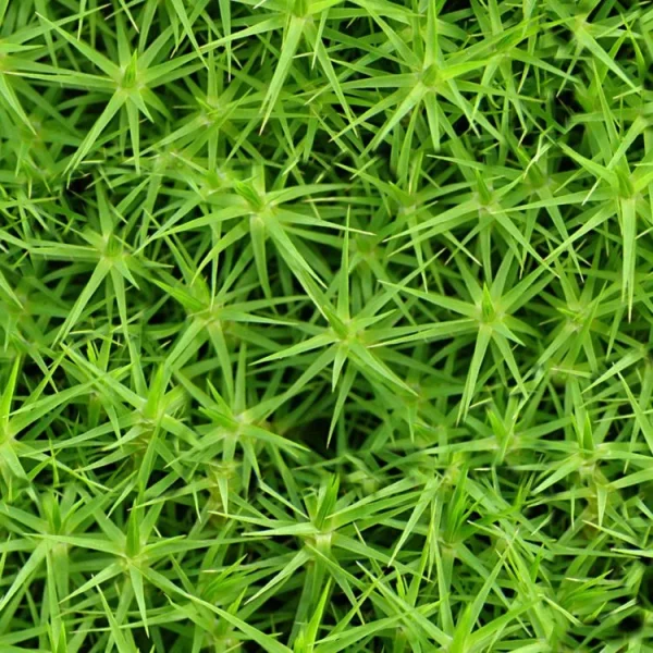 Moss 28