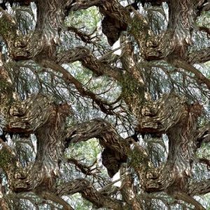 Mesquite Tree 23