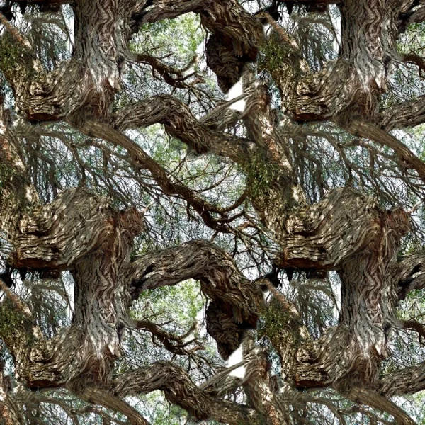 Mesquite Tree 23