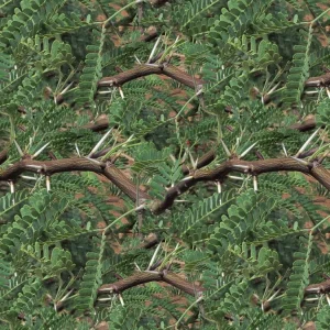 Mesquite Branches 22