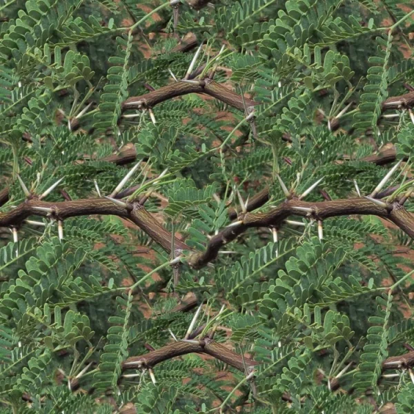 Mesquite Branches 22